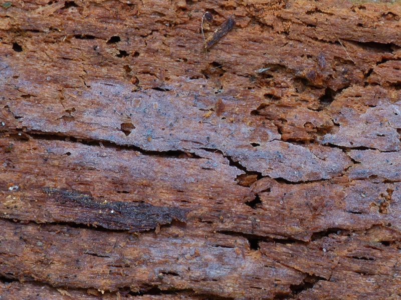 Basidiodendron trachysporum Basidiodendron trachysporum